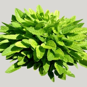 ͼʦģֲģȫ20221671