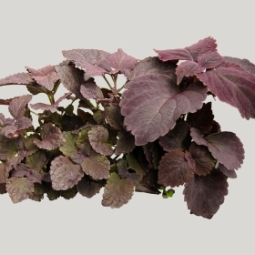 ͼʦģֲģȫ20221005