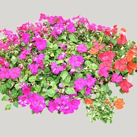 ͼʦģֲģȫ20221694