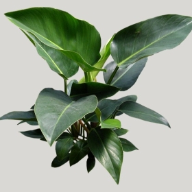 ͼʦģֲģȫ20222154