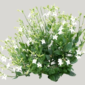 ͼʦģֲģȫ20221745