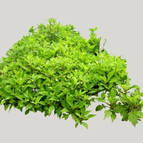 ͼʦģֲģȫ20222094