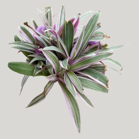 ͼʦģֲģȫ20221949