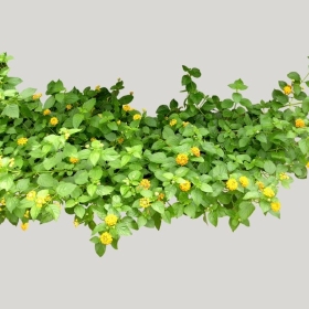 ͼʦģֲģȫ20221806