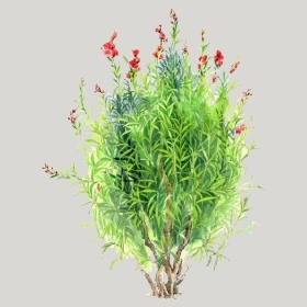 ͼʦģֲģȫ20221961