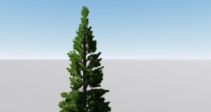 Lumion ɼѧAraucaria cunninghamii Sweet