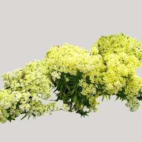 ͼʦģֲģȫ20221947