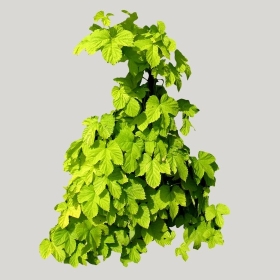 ͼʦģֲģȫ20221531