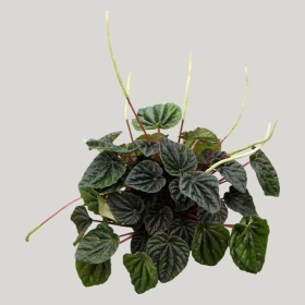 ͼʦģֲģȫ20222110