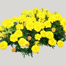 ͼʦģֲģȫ20221385