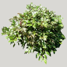 ͼʦģֲģȫ20221163