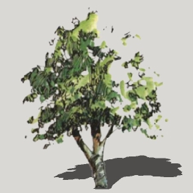 ͼʦģֲģȫ20222476