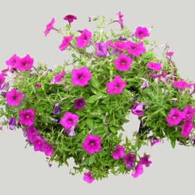 ͼʦģֲģȫ20222126