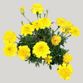 ͼʦģֲģȫ20221386