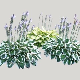 ͼʦģֲģȫ20221633