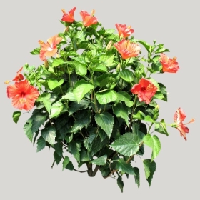 ͼʦģֲģȫ20221603