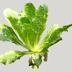 ͼʦģֲģȫ20222089