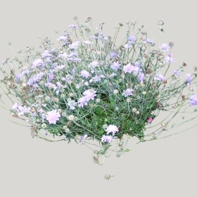 ͼʦģֲģȫ20222163