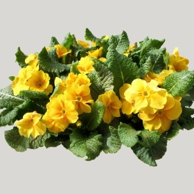 ͼʦģֲģȫ20221131