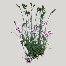 ͼʦģֲģȫ20221053