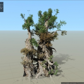 SpeedTree 05-Pine Bristlecone - 2 β