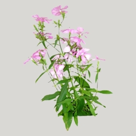 ͼʦģֲģȫ20221064