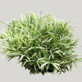 ͼʦģֲģȫ20221114