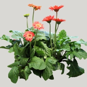 ͼʦģֲģȫ20221457