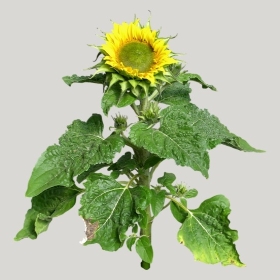 ͼʦģֲģȫ20222056