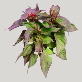 ͼʦģֲģȫ20221983