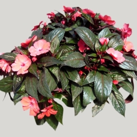 ͼʦģֲģȫ20221969