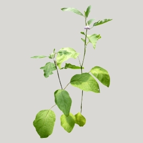 ͼʦģֲģȫ20221119