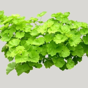 ͼʦģֲģȫ20221166