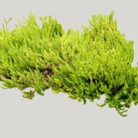 ͼʦģֲģȫ20221618