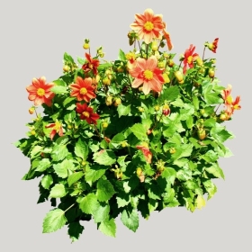 ͼʦģֲģȫ20221035