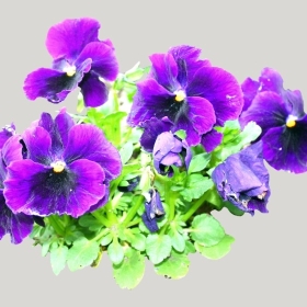 ͼʦģֲģȫ20222081