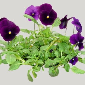 ͼʦģֲģȫ20222086