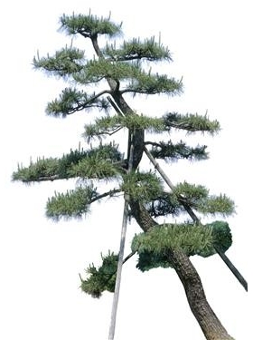 720úMtree27