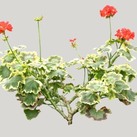 ͼʦģֲģȫ20221154