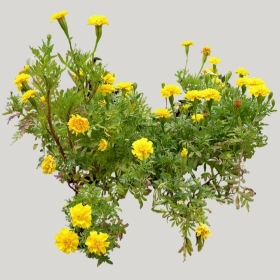 ͼʦģֲģȫ20221389