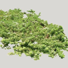 ͼʦģֲģȫ20222236