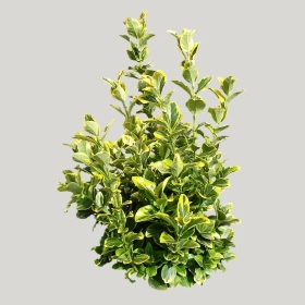 ͼʦģֲģȫ20221944