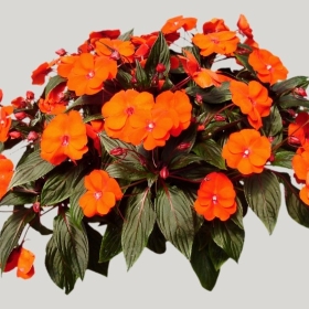 ͼʦģֲģȫ20221982