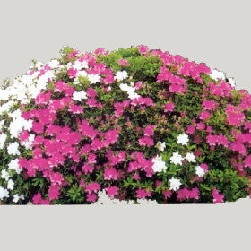 ͼʦģֲģȫ20222456