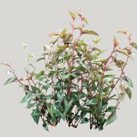 ͼʦģֲģȫ20221343