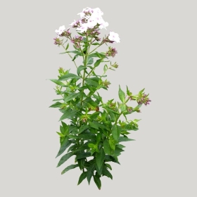 ͼʦģֲģȫ20221157