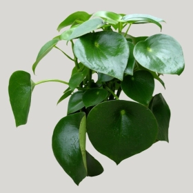 ͼʦģֲģȫ20222111