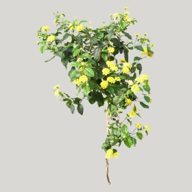 ͼʦģֲģȫ20221805