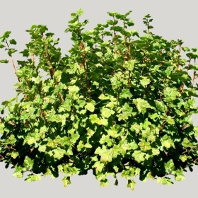 ͼʦģֲģȫ20221611