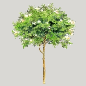 ͼʦģֲģȫ20222597